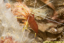 red-lined shrimp